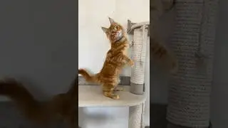 Мейн-кун котенок Лев