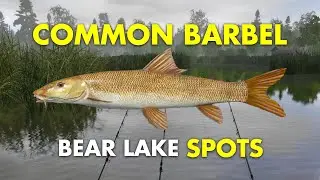 Russian Fishing 4 COMMON BARBEL SPOT Bear Lake