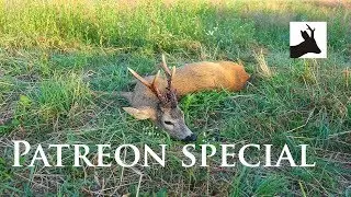 Roebuck stalking uncensored - Patreon special - 4k