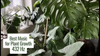 Best Music for Plant Growth 🌱 432 Hz Healing Frequency for Healthy Plants