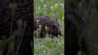 Descobrindo o mundo do ouriço  características e curiosidades sobre esse animal noturno #shorts