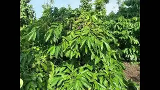Cây cape ghép trai cực nhiều tại daklak
