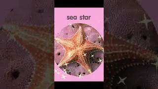 Sea Animal Puzzle for Kids | Sago Mini School Oceans 