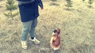 🐕‍🦺ПРОГУЛОЧКА С БОНЕЙ🐕‍🦺