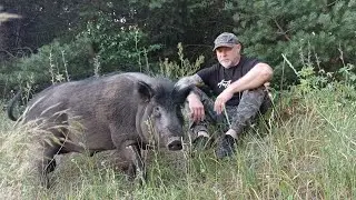 Дружба лесного зверя с человеком | кабан помогает собирать грибы.
