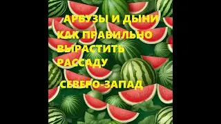 Выращивание арбузов и дынь! Правила правильной рассады для арбузов и дынь! Сорта для Северо-Запада!