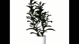 plants collection 3D model from CGTrader.com