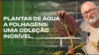 Plantas de água a Folhagens: o Sérgio ama tudo.