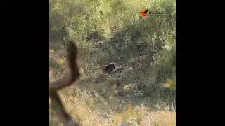Too full to move, but the cubs didn't get the memo! 🦁 #wildlife #africansafari #lion #animals