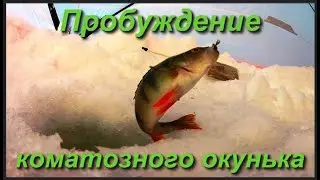 Пробуждение коматозного окунька