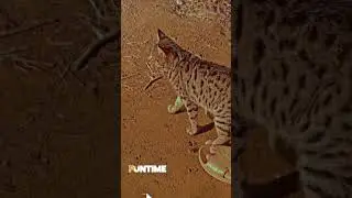 Baby Cat ❤️#shorts #kittenshorts #catvideos