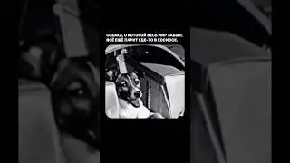 Лайка, до сих пор находится где-то в космосе ❤️