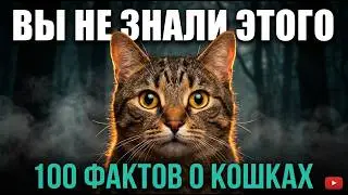 100 facts about cats that will blow your mind! 