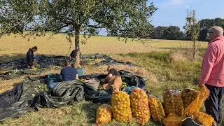 Apfelernte auf unserer Streuobstwiese – Alte Apfelsorten für Apfelsaft & Apfelwein | Teil 1