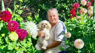 Siembra Dalias así y cortalas para hacer areglos florales
