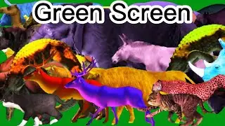 Wildlife Animals Stampede Green Screen Blue Screen Black Screen HD Video