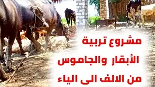تعالة اقولك ازاى تكسب 100 الف و 120 الف من تربية الأبقار والجاموس وبراس مال قليل جدا عن تجربة