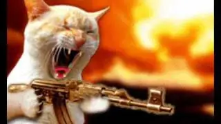 Angry Cat Sounds