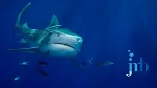 Shark Diving in West Palm Beach Florida, Canon 5D Mark III