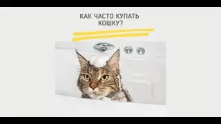 Как часто купать кошек?