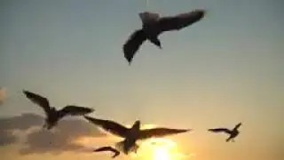 birds  Effect🦅@DevenEditing