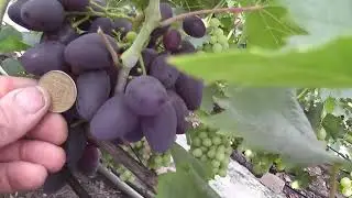 Сорт винограду 