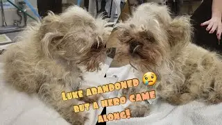 MUST WATCH Abandon Shih-Tzu gets a SECOND chance - Severely cast matted!!