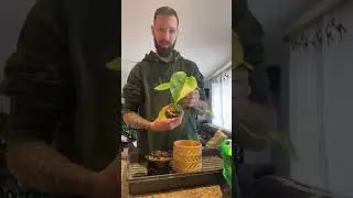 LIVE Replay - House plant tour, Repotting Thai Constellation, meet my 3 cats!