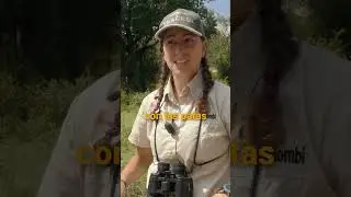 🐘 Identificando huellas de elefante