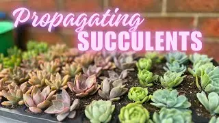 HOW to PROPAGATE SUCCULENTS 🌱