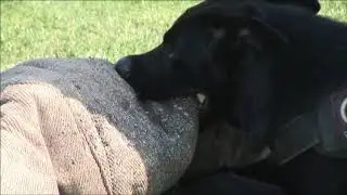 Eurosport k9