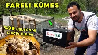 Kümes Fareli Köye Dönmüş ! Civciv Yağıyor %90'nın Üstünde Çıkım - Proegg Hobi Kuluçka Makinesi