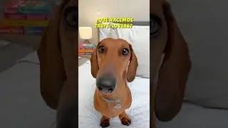 DECISIÓN súper IMPORTANTE!🐙😱 #dachshund #perrosalchicha #teckel