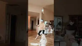Little life joys: dancing with doggo