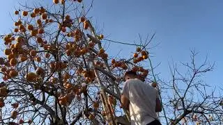 Собираем Хурму 29.11.2022 Zaq,Maq