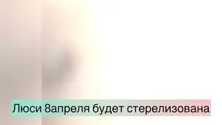 Люси и детки ждут семью 💓🙏🏠