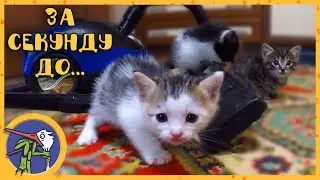 Kittens get acquainted with the vacuum cleaner