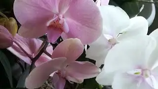 ЦВЕТЕНИЕ МОИХ ОРХИДЕЙ В КОНЦЕ МАЯ ❣️❤️🤗