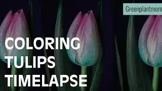 Coloring your flowers