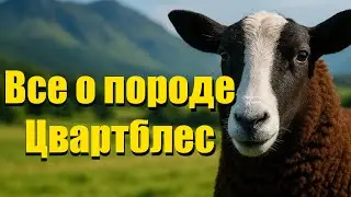 Моя любимая порода овец. Обзор породы Цвартблес.