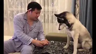 Funniest Dogs And Cats   Best Of The 2022 Funny Animal Videos