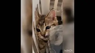 funny cat #kitten #kitty #pets #cat #catlover #kittycat #lovelypets #catgame #funnycat