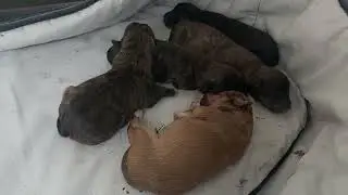 Saving Newborn Abandoned Puppies. Day 1