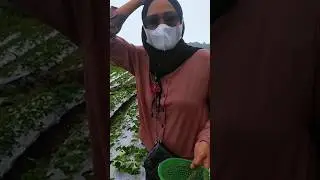 PETIK STRAWBERRY 