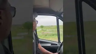 Много скотины 