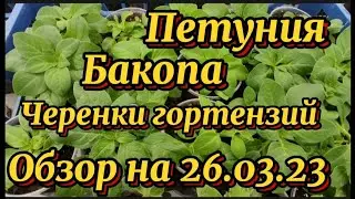 Обзор рассады и черенков на 26.03.2023г.Бакопа, петуния, гортензии.