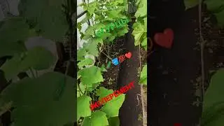 БЮДЖЕТНО ОГУРЦЫ за 1 т. руб. 🥒🥒🥒🪣...