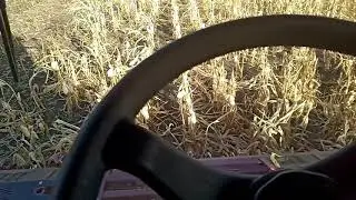 Уборка кукурузы безрядковой подсолнечной жаткой наш,
