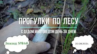 Прогулки по лесу. День за днем с дедом Многоведом. 20 августа 2024г. Эпизод 846.