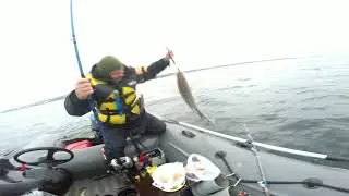 ТРЕСКА. РЫБАЛКА. БАРЕНЦЕВО МОРЕ. УРА-ГУБА. 